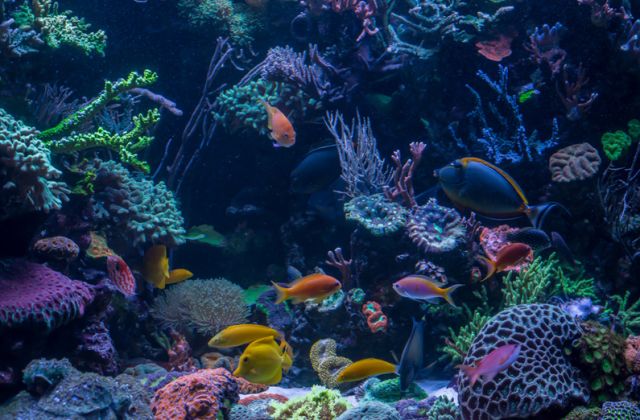 sps哪家更实用,sps怎么操作