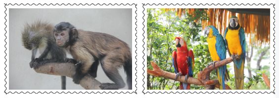 南通森林野生动物园中国大马戏,南通野生动物园国际大马戏座位数