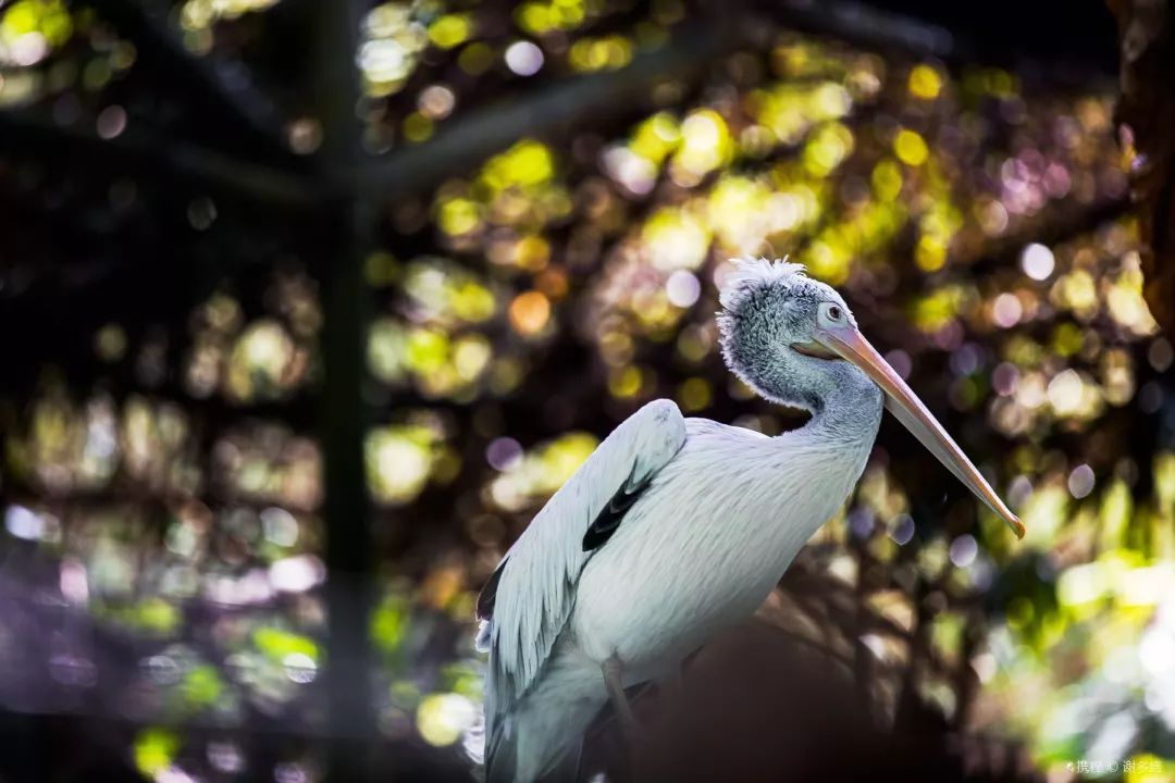 新加坡圣淘沙鱼尾狮为什么拆除,新加坡鱼尾狮为什么修二个月