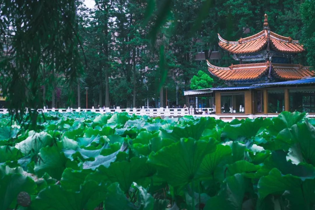 云南国庆黄金周首日,七天假期黄金周