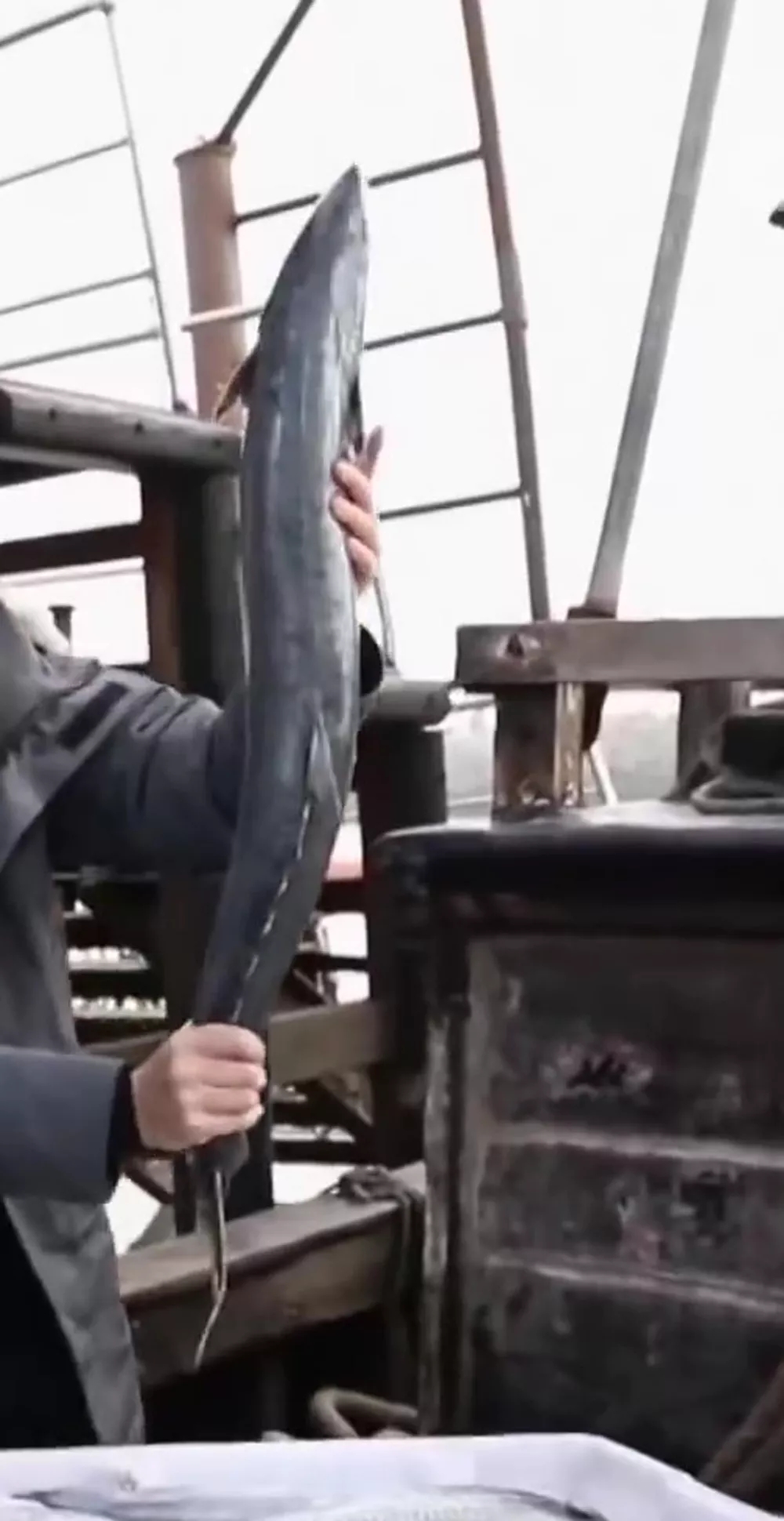 海鲜市场纯天然的7种鱼,水产市场什么鱼可以回家养