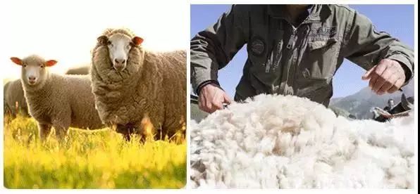 神奇绵羊油,润肤用的绵羊油