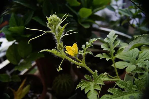 氯基和脲基复合肥区别,氯基和氨化氯基的区别