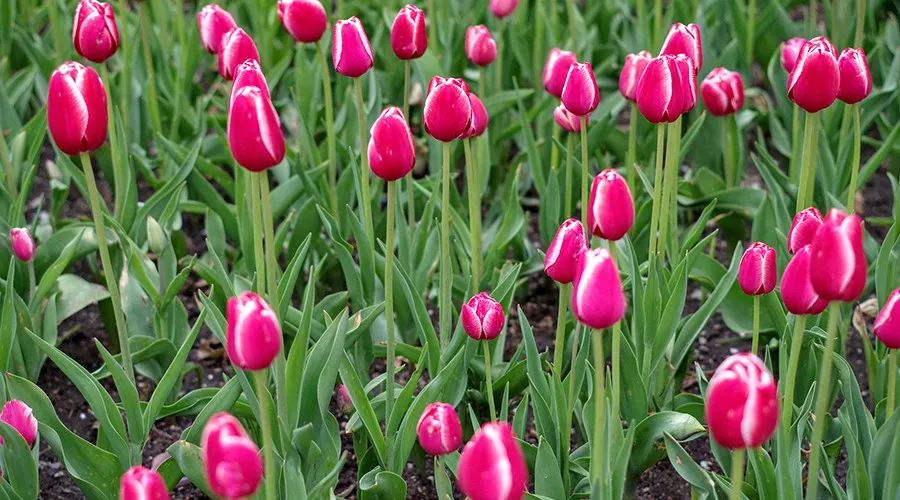 荷兰郁金香炒作了多少年,荷兰郁金香当年有多疯狂