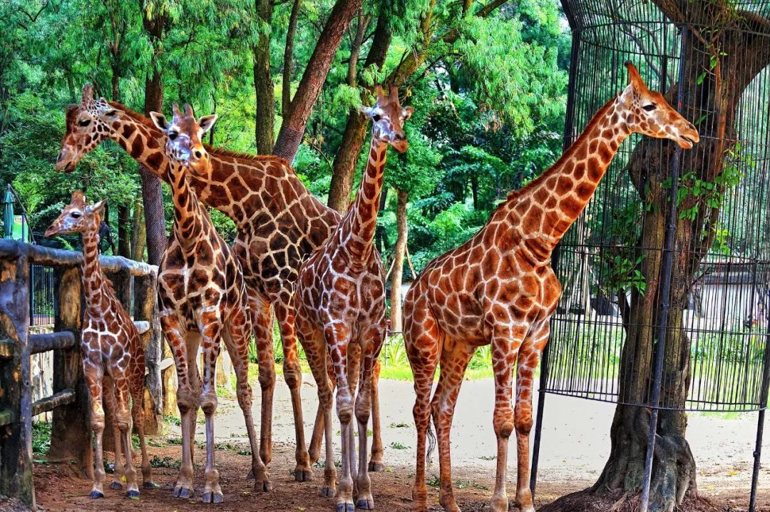 多个景区有优惠，甚至免费！国庆假期首日广州接待近240万游客，公安提醒：别再去这些地方了