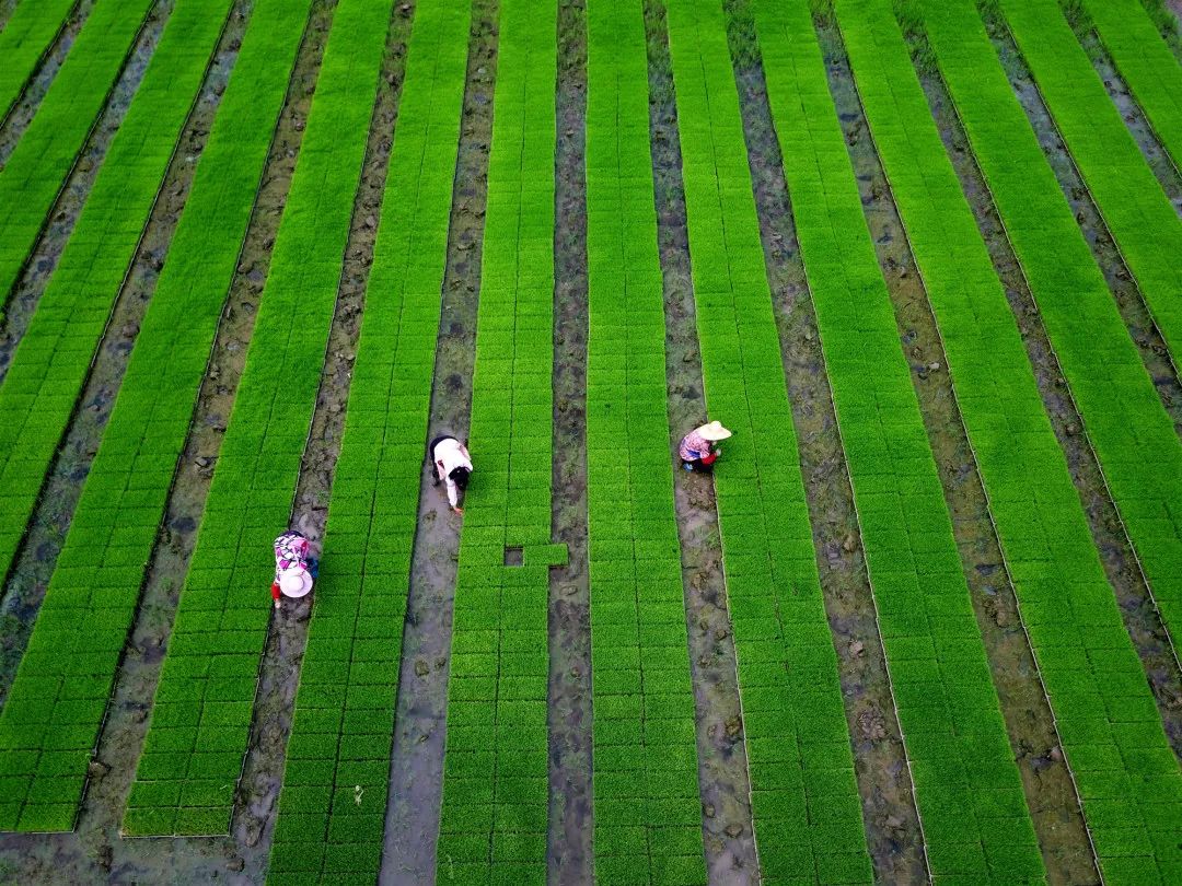 年内建成赵巷公园、翔江公园等5座公园,实现“百个公园”目标!“美丽嘉定”愈发精秀怡人