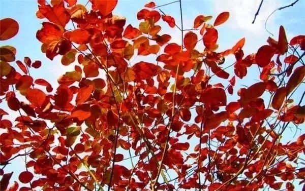 宜昌看红叶最佳地点,宜昌红叶最佳地点