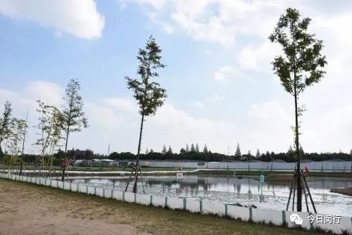 上海闵行区大闸蟹,阳澄湖特大大闸蟹