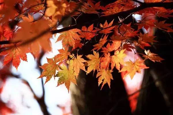 赏红叶地方,赏红叶最佳旅游地