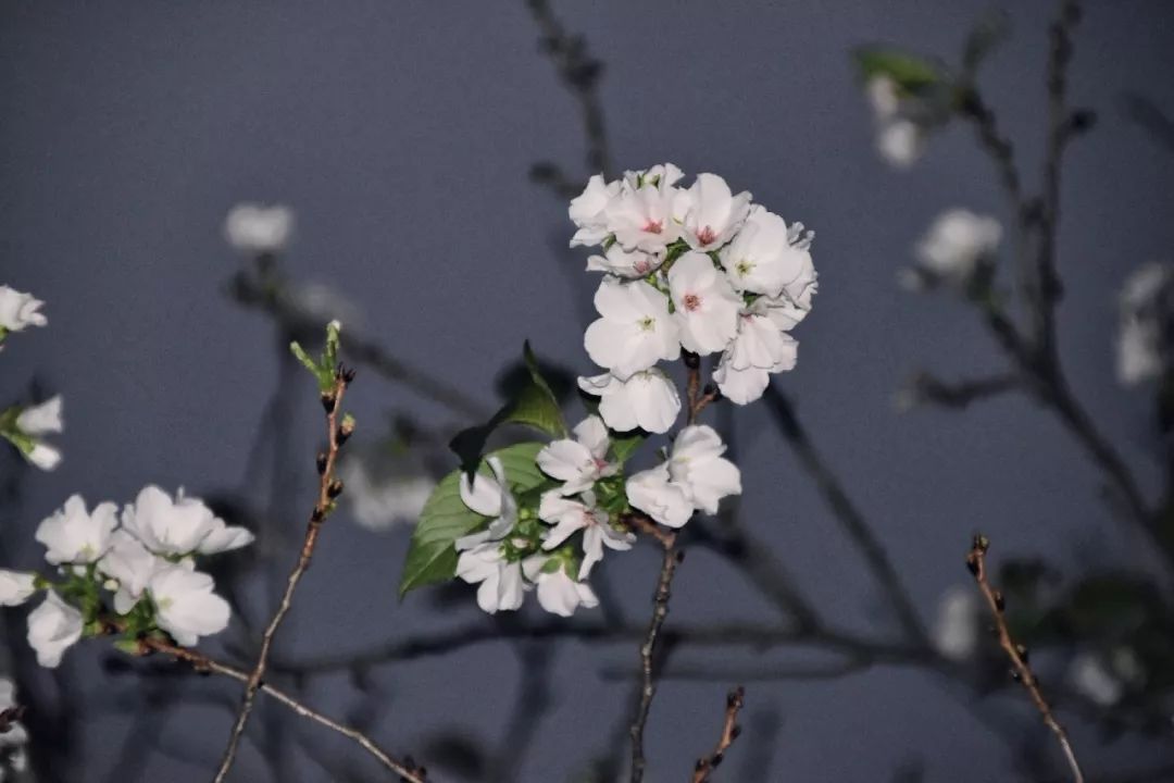 都是天气惹的祸大结局,都是天气变冷惹的祸