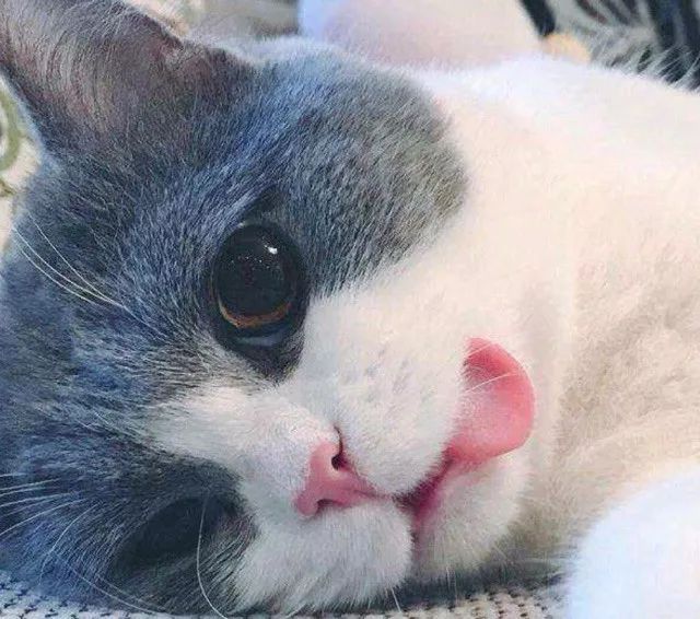 留学生做代购犯法不,留学生做代购犯法吗