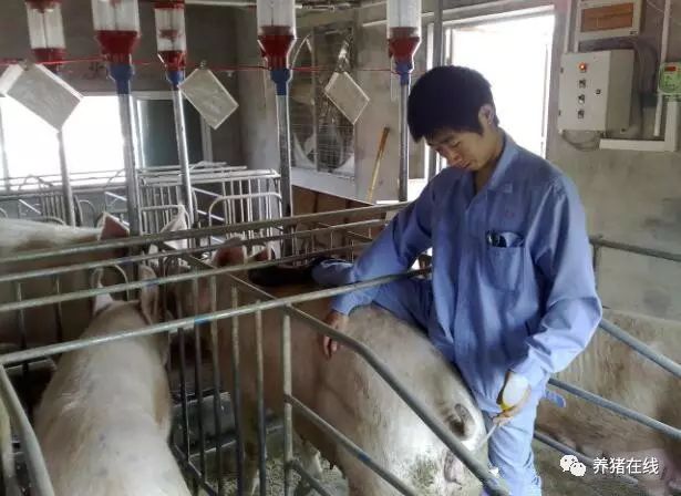 提高猪配种成功率，一次就中的七点关键！「四川恒通」