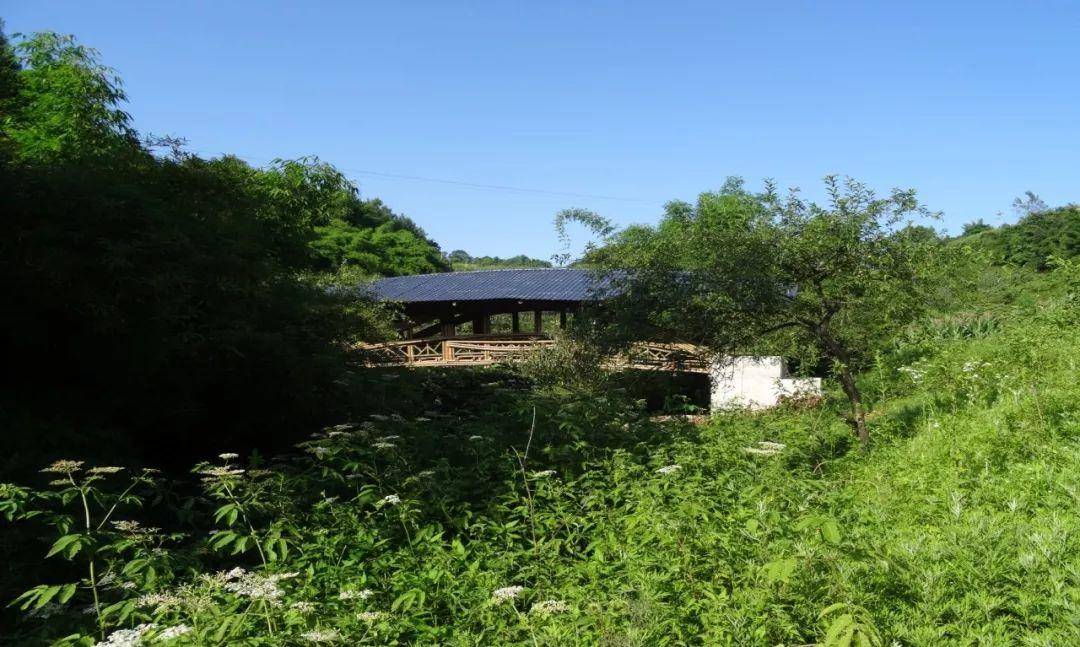 竹子的优点有哪些,竹子很有营养吗