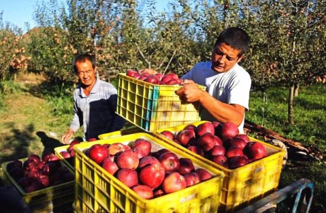 「中央媒体看甘肃」苹果丰收却销售不畅，省委书记为甘肃苹果代言