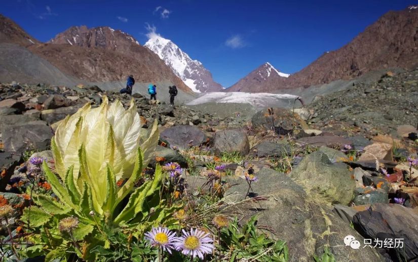 博格达雪莲,博格达天山雪莲