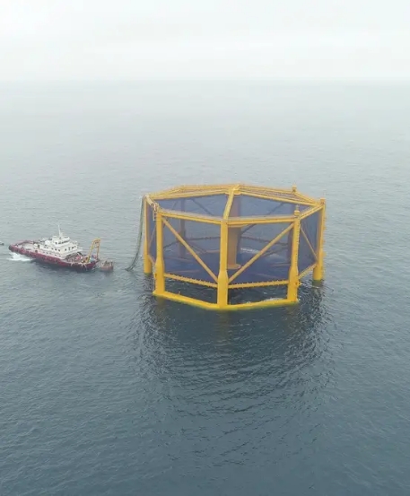 东海大黄鱼20年不成渔讯,但黄鱼现在住深海“别墅”跟挪威三文鱼相同待遇