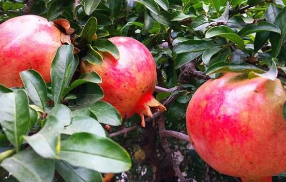 两岁的宝宝吃石榴要不要吐籽,吃石榴需要吐籽吗