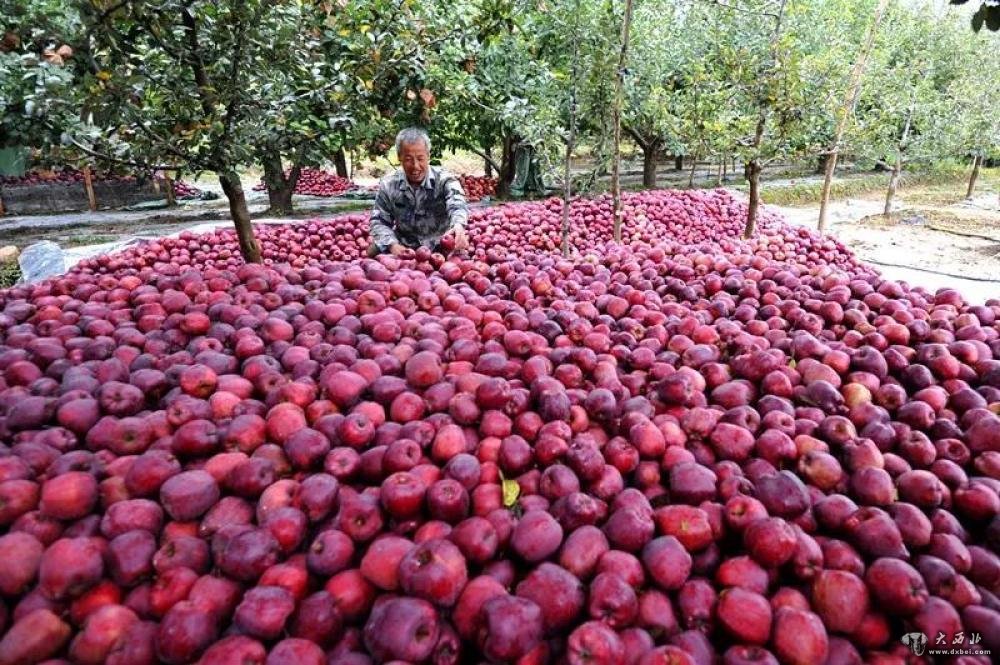 礼县小苹果视频,甘肃礼县苹果现摘现卖