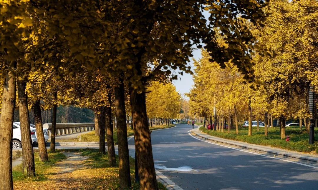 粉黛乱子草网红打卡地成都免费,美到炸网红粉黛乱子草就在双流