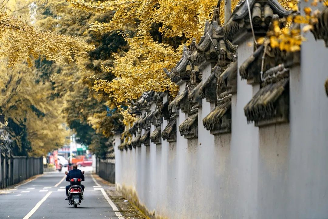 粉黛乱子草网红打卡地成都免费,美到炸网红粉黛乱子草就在双流