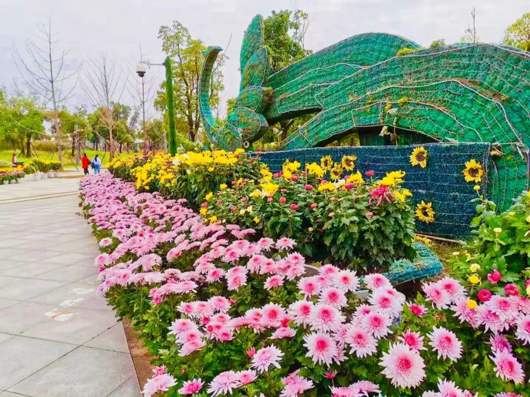 黄石赏菊,黄石哪里可以赏菊