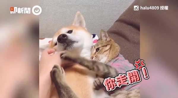 别碰我的柴！喵「种草莓」示主权