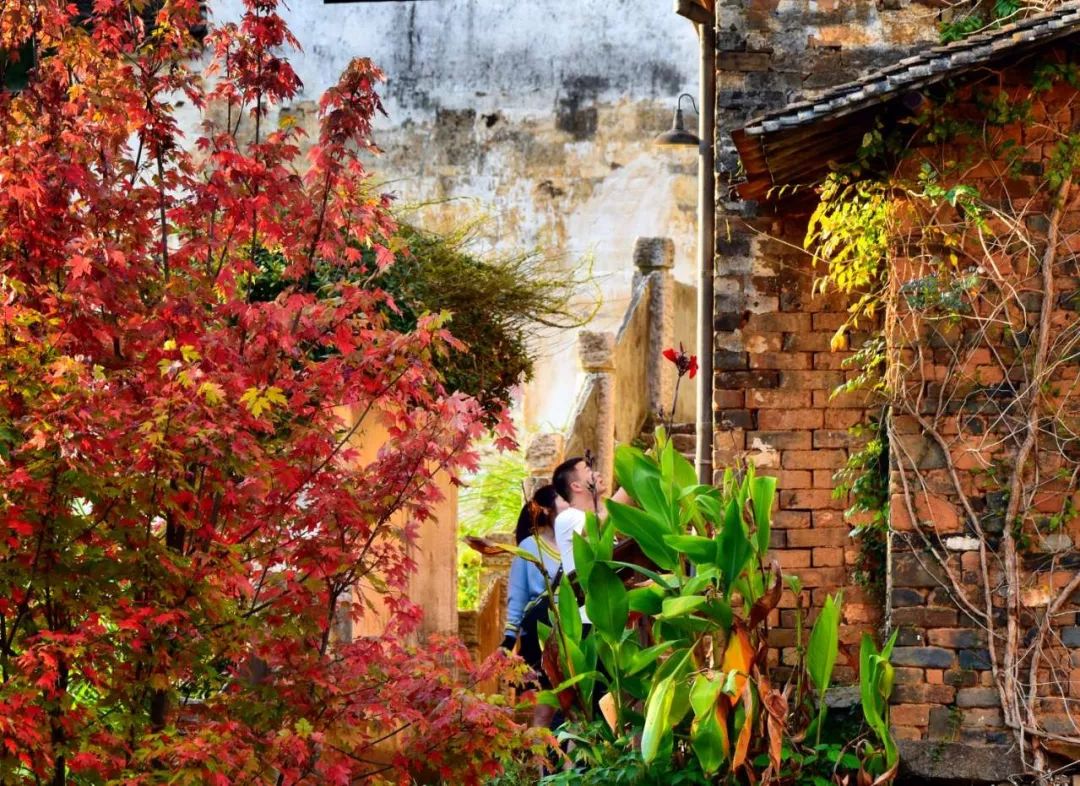 婺源篁岭晒秋什么最好看,婺源秋色正浓石城枫叶渐显红