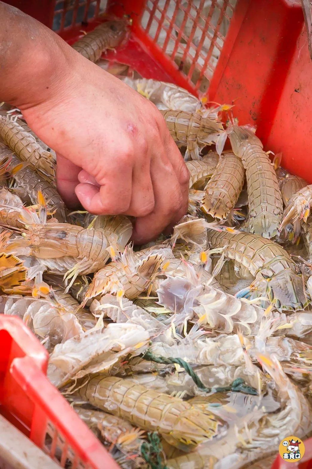 小港码头有蛏子吗,小港码头吃海鲜俱乐部电话