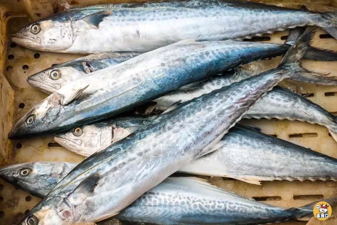 小港码头有蛏子吗,小港码头吃海鲜俱乐部电话