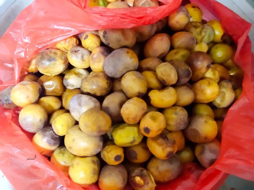 桂林特产野生果,广西桂林冬天山上的野果