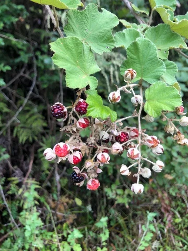 桂林特产野生果,广西桂林冬天山上的野果