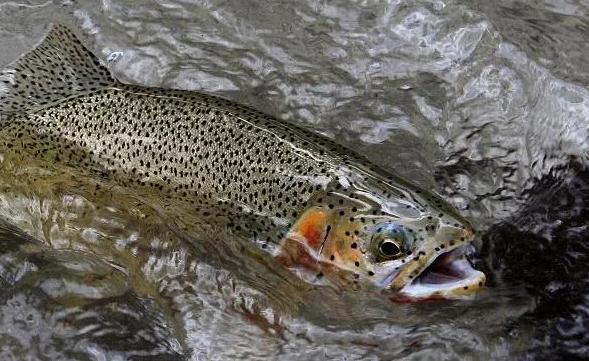 国内最贵的食物是什么,中国最贵的五十个食材