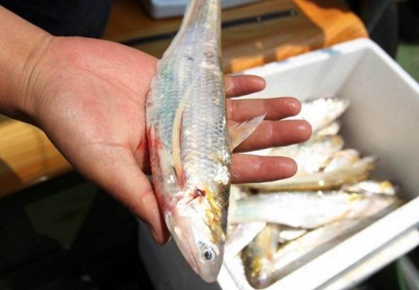 国内最贵的食物是什么,中国最贵的五十个食材