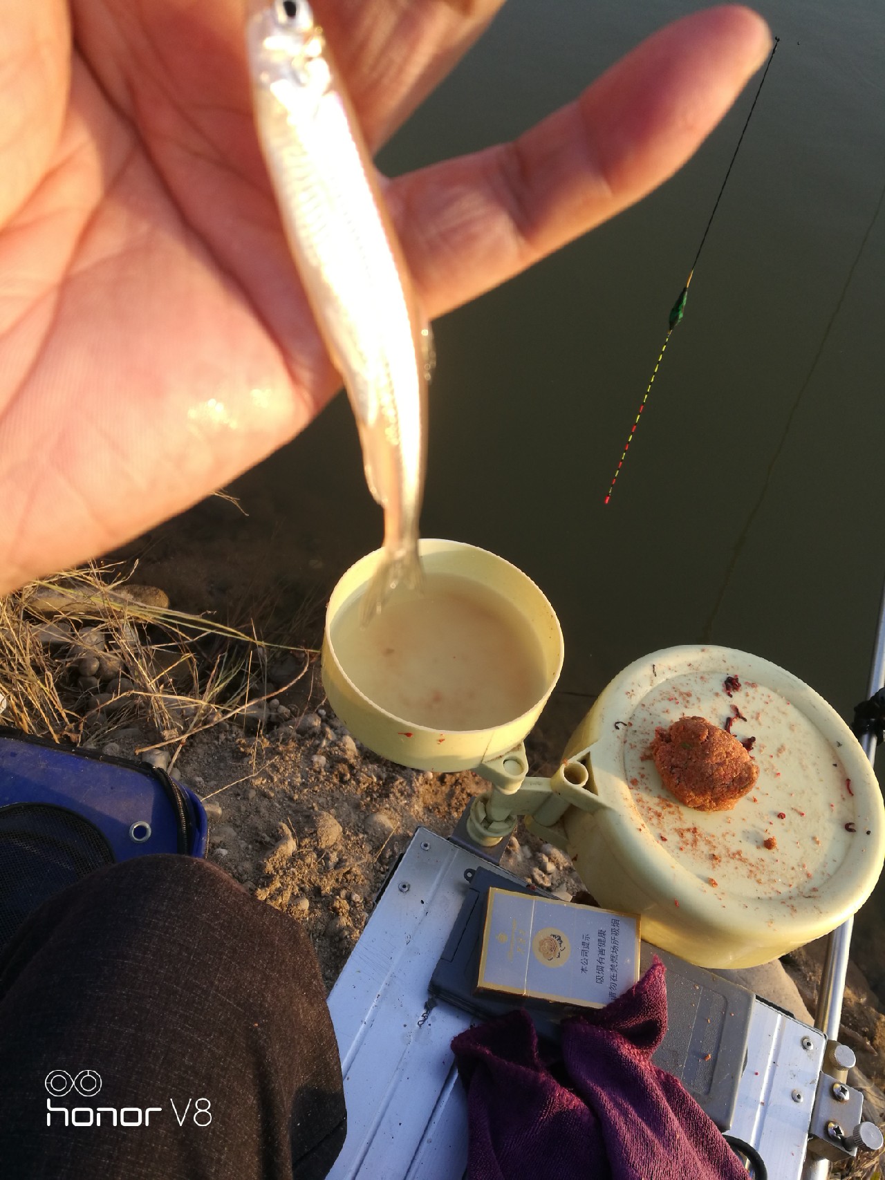 初春野河钓小杂鱼,野钓避杂鱼