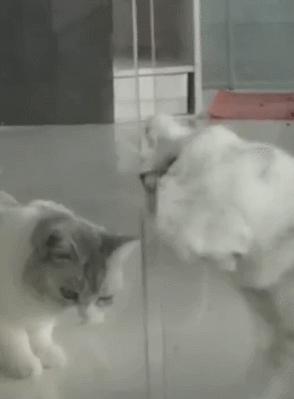 什么猫一看就特别狠,什么猫像假猫