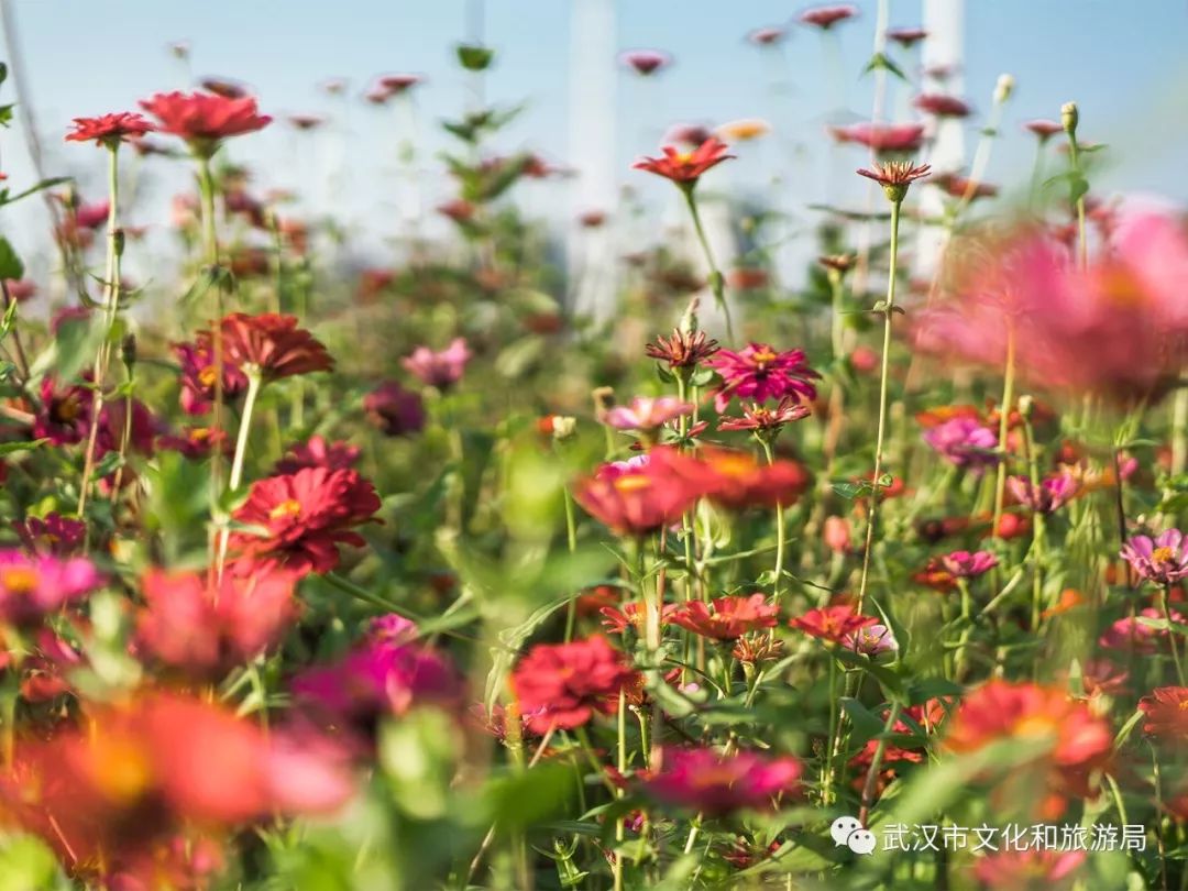 所有女生！江滩“上新”了秋游好去处
