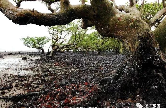 湛江避寒旅游名单,湛江冬季旅游酒店