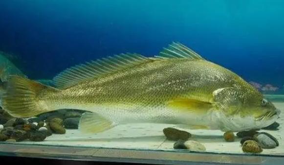 国内最贵的6种“顶级食材”，家里有矿才吃过，只能远观