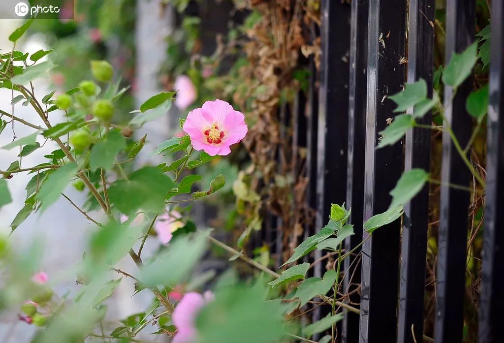 木芙蓉花期既长又短,木芙蓉的花型图片