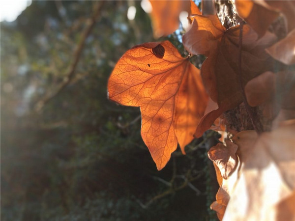 摩托罗拉e6plus,摩托罗拉motoe6plus真机图曝光