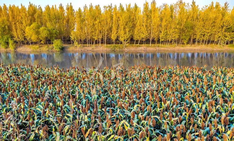 山西万荣汾河碧波,汾河岸边秋色美