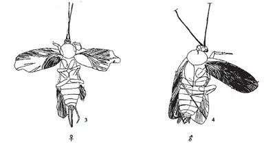 蟑螂喜欢酒精,蟑螂喜欢喝酒