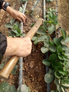 移栽草莓后的管理方法,草莓地膜覆膜后怎样管理