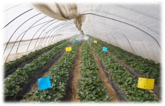 移栽草莓后的管理方法,草莓地膜覆膜后怎样管理