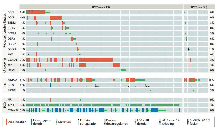 头颈部腺癌化疗方案,头颈部姑息化疗联合靶向治疗