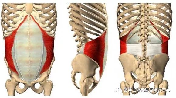「产后康复」产后耻骨联合分离、耻骨疼痛的原因、诊断与康复方法