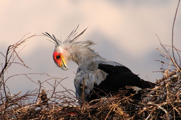 这些奇特生物你们见过吗,这些神奇的生物你都见过么