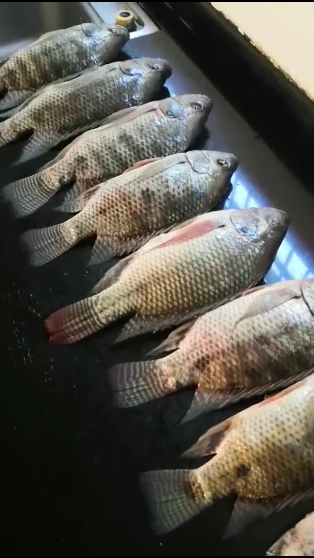 有用过老鬼饵料烧手的吗,用老鬼的饵料烧手怎么办