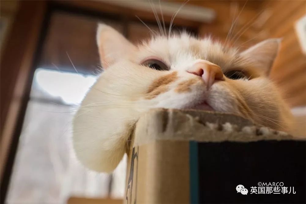 喵星人吃起来真香看的都想吃一口 (喂喵星人吃饭一副生无可恋的表情)