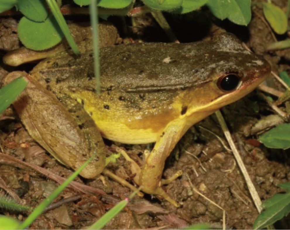 会弹琴的鱼,弹琴蛙图片